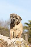 CANE CORSO 370